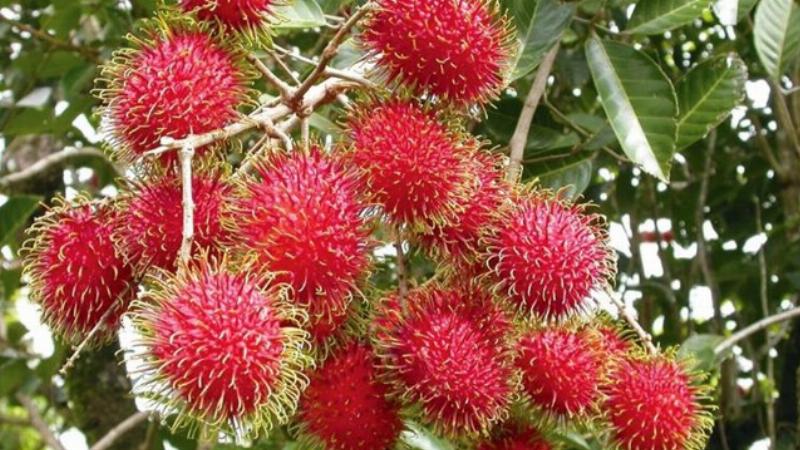 Những trái bưởi da xanh Bến Tre chín mọng, vỏ xanh mướt trĩu cành trong vườn